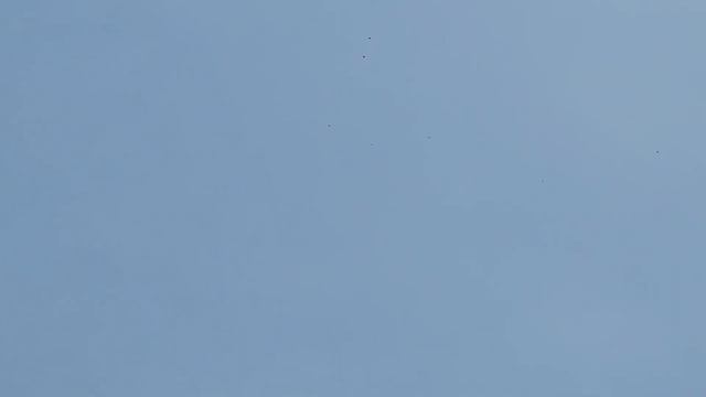 Внеплановая тренировка голубей смотреть онлайн