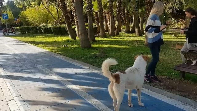 Кошки Против Собак. Самые Невероятные Случаи смотреть онлайн