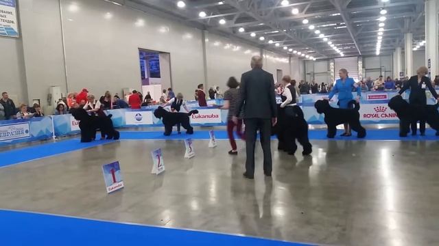 6 мая 2018 г. Евразия 2 Кобели- открытый класс смотреть онлайн