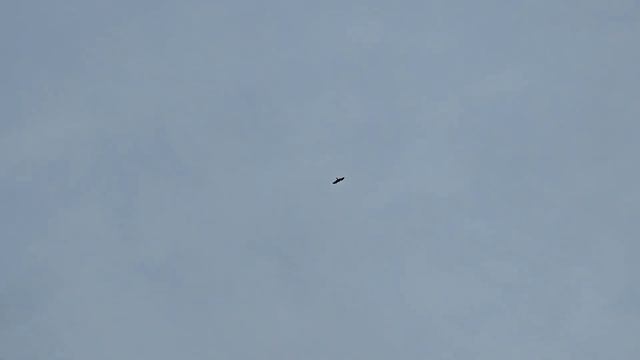 Квартиранты (голуби) будут наказаны смотреть онлайн