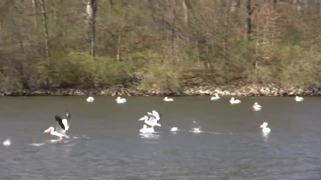 САМЫЕ МАССОВЫЕ МИГРАЦИИ ЖИВОТНЫХ И НАСЕКОМЫХ смотреть онлайн