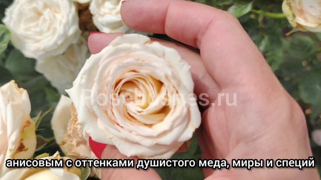 Мадам Анизетт. Madame Anisette. (грандифл) rosebushes.ru смотреть онлайн