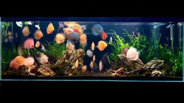 Аквариум с дискусами и скаляриями от Lê Phương Khánh смотреть онлайн