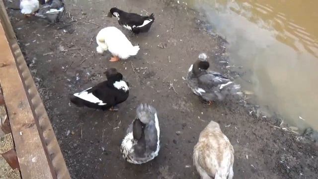 Пернатые красавцы дружно чистят перья🦆🦤🦢 ПАРК ЗЕМЛЯ ПРАЙДА 🌿 смотреть онлайн
