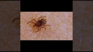 Клещ Под Микроскопом / Любопытные Факты