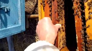 Выпуск матки с изолятора Миленина,где зимовало 5 маток.