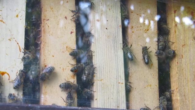 22 May 2020. Bee's viewed through perspex view window смотреть онлайн