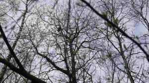 Кричит вяхирь. 7 мая 2023 г.