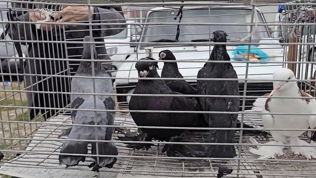 Голуби и цены Птичий рынок г Пятигорск -ч1 смотреть онлайн