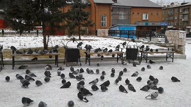 Голуби и голубки. Слюдянка. 2016. смотреть онлайн