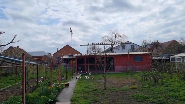 Оторвал от крыши сотню голубей смотреть онлайн