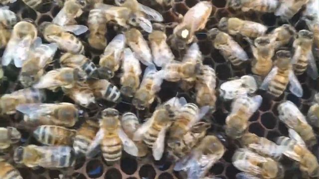 Матка Бакфаст плодная в нуклеусе Пеноулик смотреть онлайн