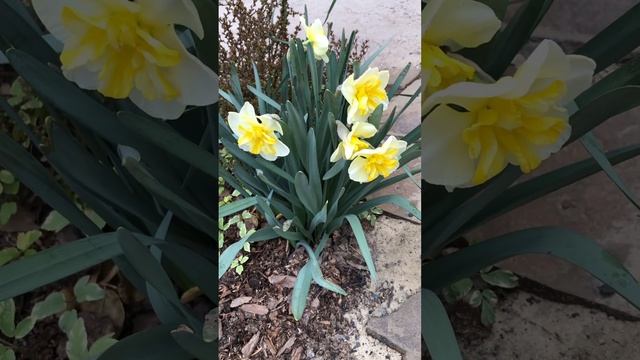 НАРЦИССОВОЕ УТРО. #цветы #цветники #клумбы #сад смотреть онлайн