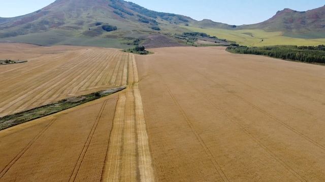 Пшеничные поля крестьянского хозяйства Лад смотреть онлайн