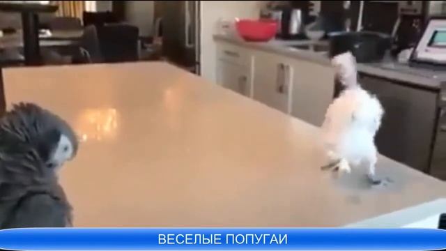 Песня Веселый попугай танцующие попугаи смотреть онлайн