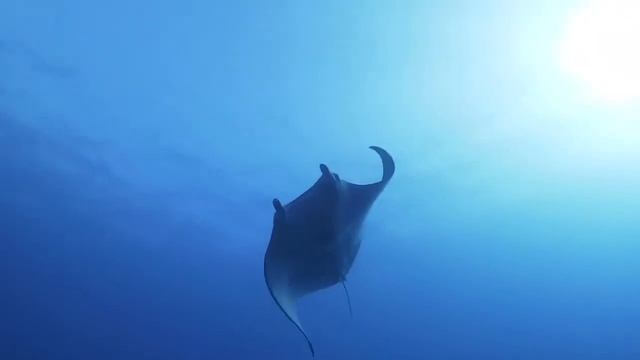 Kona Manta Night Dive смотреть онлайн
