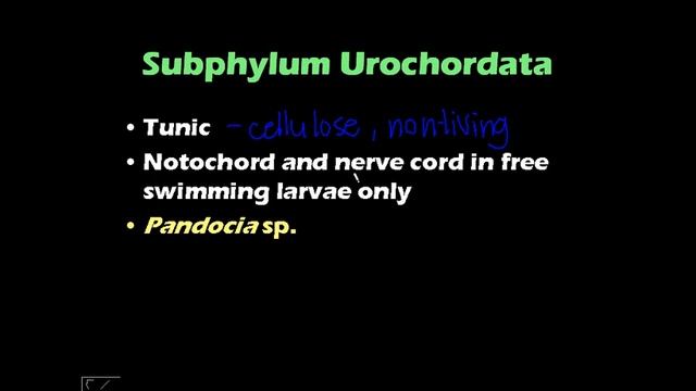 Chordate Characteristics - Urochordata & Cephalochordata (Zoology 1 UPLB) смотреть онлайн
