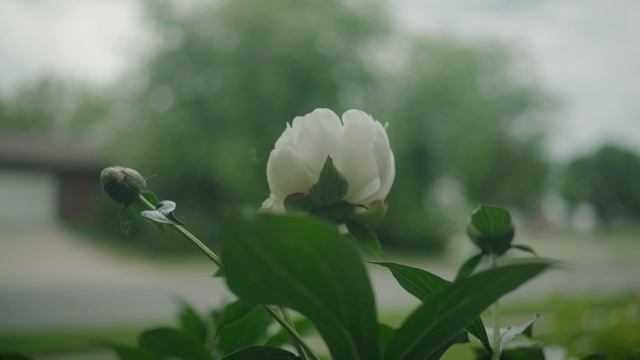 The Rockwell 6C Vs The Rockwell 6S (Safety Razor Comparison)
