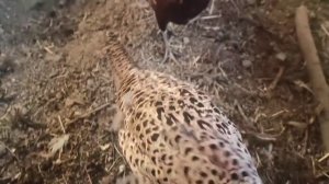 мои ручные фазаны.