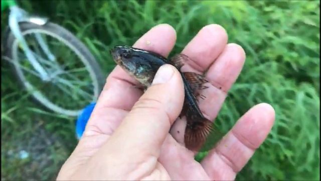 Рыбалка на пруду под СПб. Караси, ротаны и полное погружение в детство!)