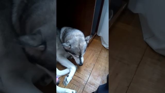 Хася нервничает. смотреть онлайн