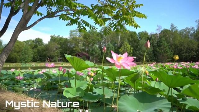 Peaceful Instrumental Music / Water Lilies Pond / Calming music / Relaxing Music / Mystic Nature смотреть онлайн
