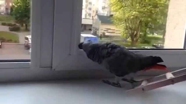 Прогулка жако Кроши. смотреть онлайн