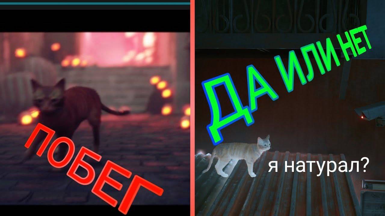 1 СЕРИЯ! БЕДНЫЙ КОТИК! STRAY!