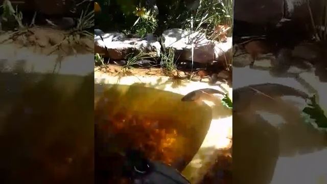 карп греется в лучах летнего солнца смотреть онлайн