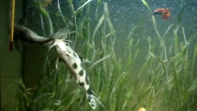 Сомик синодонтис