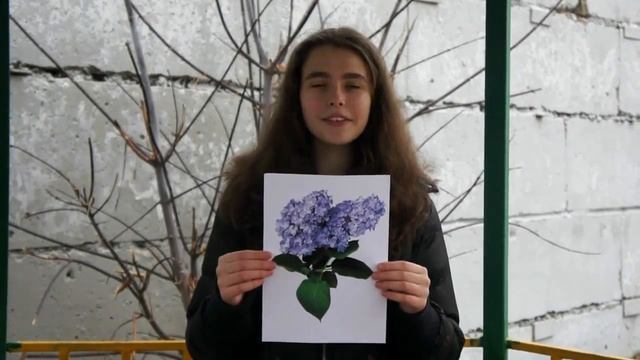 Сирень смотреть онлайн