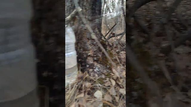 Сбор берёзового сока 2ч. Южный Урал смотреть онлайн