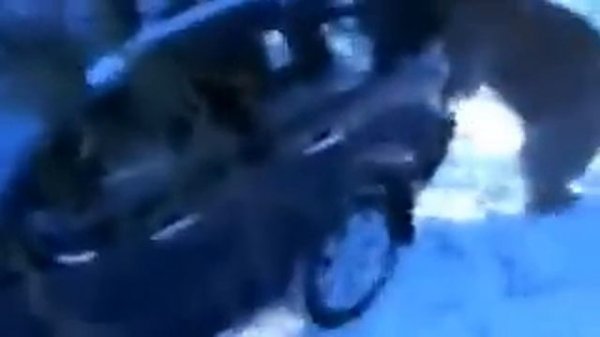 Медведь угал машину!