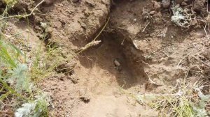 Копаем и экспериментируем с Gold Hunter MF 50 +  Nokta Legend Сломалась штанга !