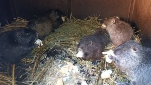 Постоянно хочу всех накормить. И котов, и НУТРИЙ. 21.11.24