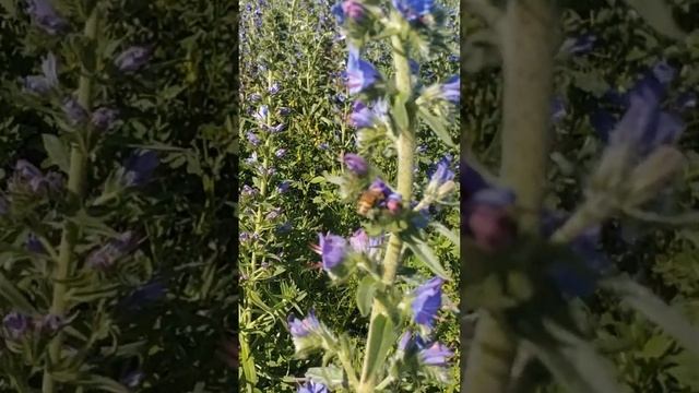 Медоносная база для Сибирского мёда и пчёл Бакфаст #shorts #пчеловодство #мед смотреть онлайн