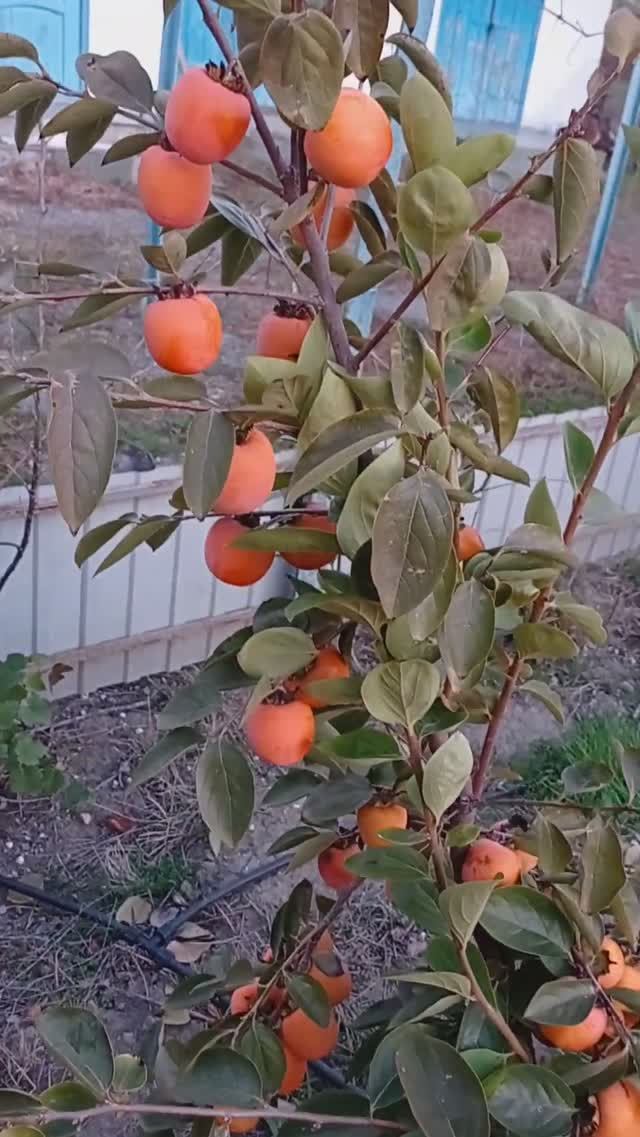 Хурма Зенжимару