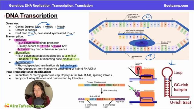 DNA Replication, Transcription, and Translation-2. DNA Transcription atf смотреть онлайн