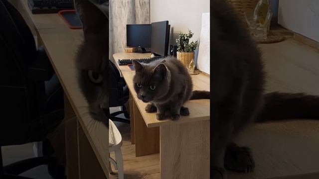Чего хочет кошка-49 #cat #дымка #movie #ukraine #video #village #villagelife #cat #веркасердючка смотреть онлайн
