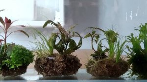 Первый раз делаю вибикусы для аквариума.