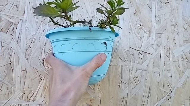 Поросятам быть в моем сарае! смотреть онлайн