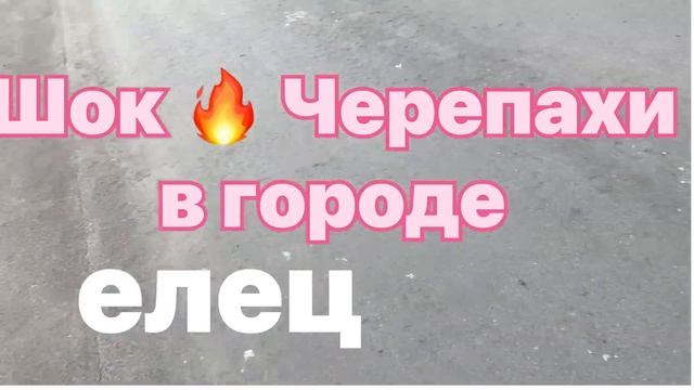 Шок🔥 черепахи в городе Елец ASMR смотреть онлайн