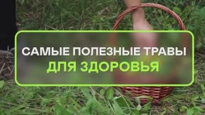Самые полезные травы для здоровья 40+ (собрала сама)
