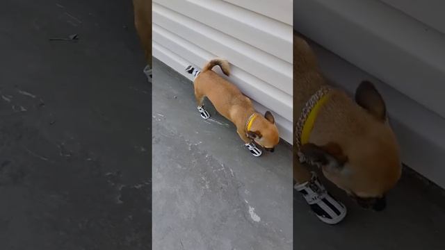 собака в тапочках .(2) смотреть онлайн