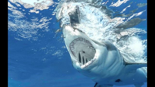 Sharks Sounds FULL HD - For 1 Hour!