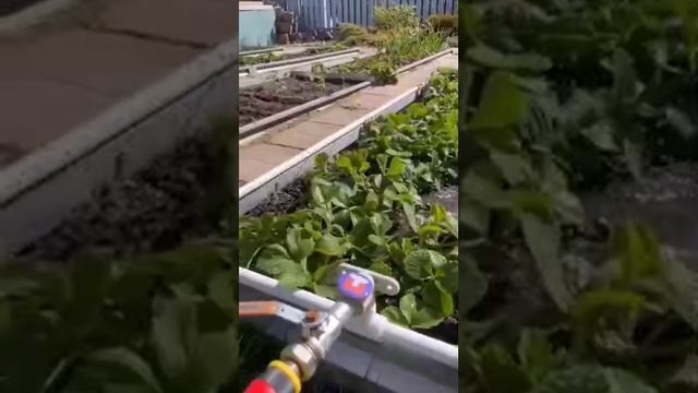 Система автополива