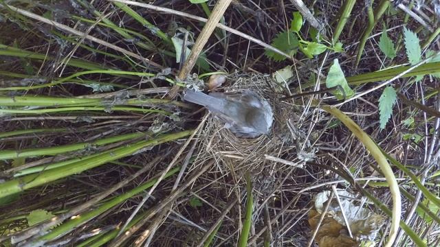 Ястребиная Славка 160613 2 в лопухах 160613Yi 7 смотреть онлайн