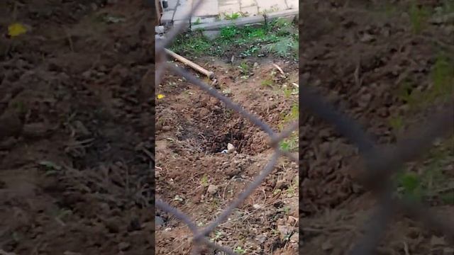 СНТ,, Фестивальное "27.04.2023г. смотреть онлайн