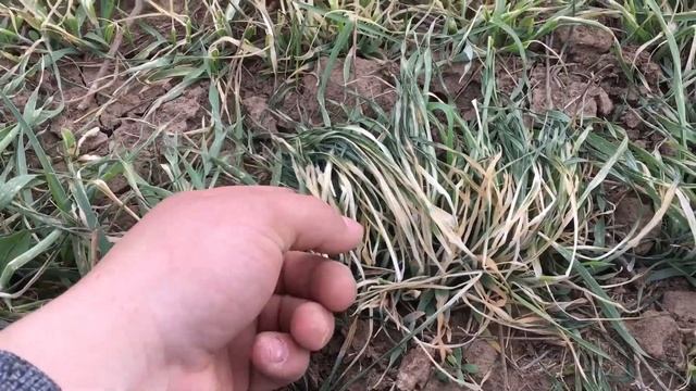 Как повлияли морозы на озимый ячмень 2020 смотреть онлайн