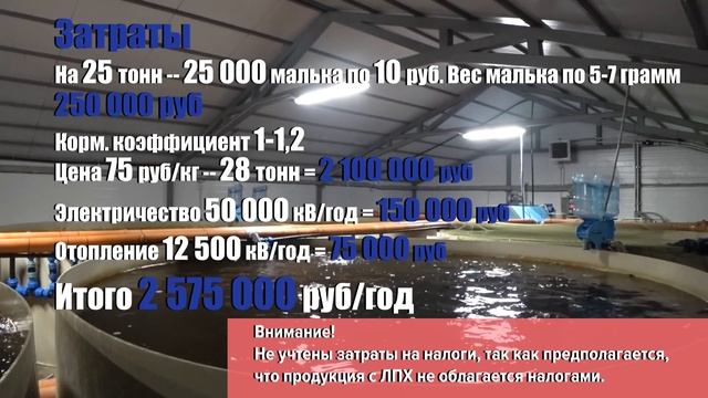 Рентабельность сомовьей фермы. Выращивание рыбы в УЗВ смотреть онлайн